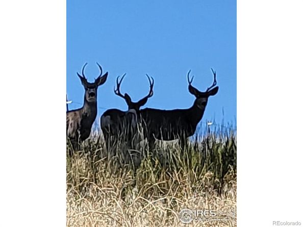 27033 Thea Gulch Road, Golden CO 80403