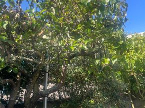 1663 23rd Avenue, San Francisco CA 94122