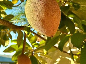 11117 SW 122nd Ct, Miami FL 33186