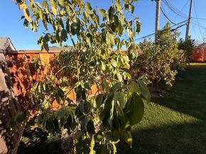 2121 Francis Avenue, Santa Clara CA 95051