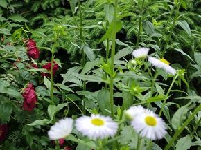 150 Webster Ave 3, Chelsea MA 02150