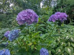 150 Webster Ave 3, Chelsea MA 02150