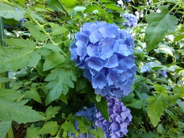 150 Webster Ave 3, Chelsea MA 02150