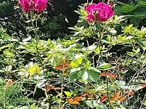 150 Webster Ave 3, Chelsea MA 02150