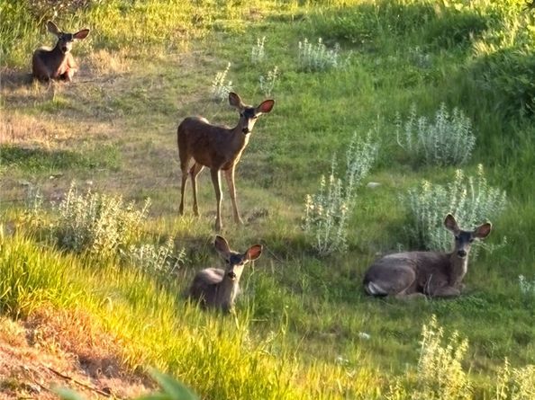 3076 Turnbull Canyon, Hacienda Heights CA 91745