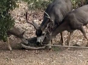 3076 Turnbull Canyon, Hacienda Heights CA 91745