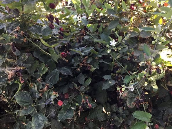 6001 4th Avenue, Los Angeles CA 90043