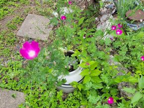 1524 Weyford DR, Austin TX 78757