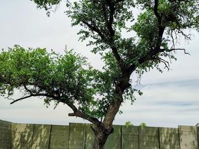 1816 Spring Mountain CV, Georgetown TX 78628