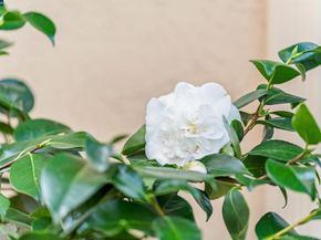 582 La Corso Dr, Walnut Creek CA 94598