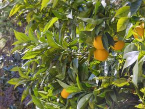 4539 Elinora Avenue, Oakland CA 94619