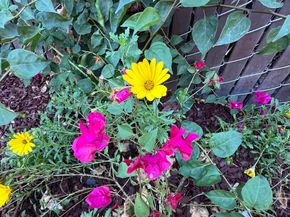 878 Athens Ave, Oakland CA 94607