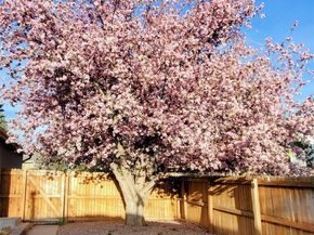 1996 S Downing Street, Denver CO 80210