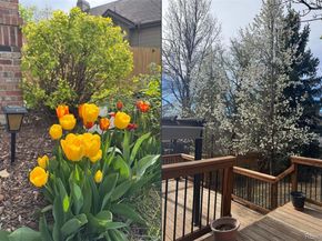 12526 W 85th Circle, Arvada CO 80005