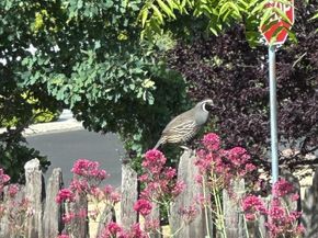 15393 Via Caballero, Monte Sereno CA 95030