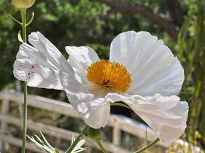 15393 Via Caballero, Monte Sereno CA 95030