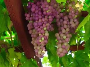 2158 Capitol Park Court, San Jose CA 95132