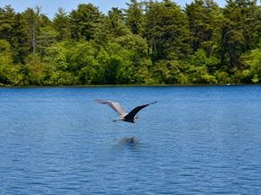 14 Spectacle Pond Ter, Wareham MA 02571