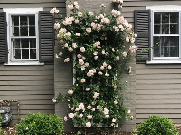 61 Mayo Road, Wellesley MA 02482