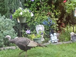 53 Jefferson Oval B, Yorktown Heights NY 10598