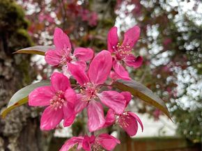 8859 20th Avenue SW, Seattle WA 98106