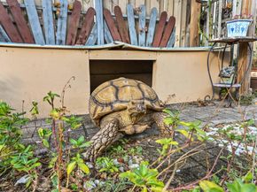 1121 SE 14th Court, Deerfield Beach FL 33441