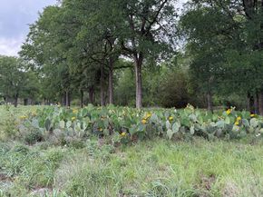 11707 Shoshone DR, Austin TX 78759