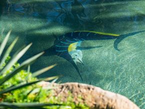 74 Blackstar Place, The Woodlands TX 77382