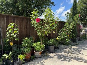 7518 Gracia Street, Houston TX 77037