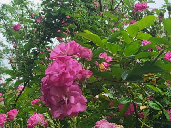 18406 Hilltop Climb Drive, Hockley TX 77447