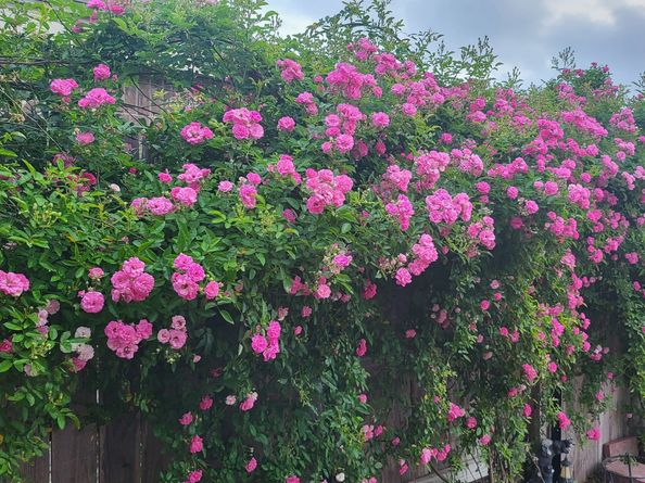 18406 Hilltop Climb Drive, Hockley TX 77447