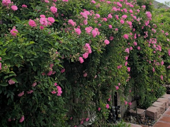 18406 Hilltop Climb Drive, Hockley TX 77447