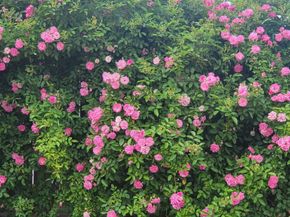 18406 Hilltop Climb Drive, Hockley TX 77447