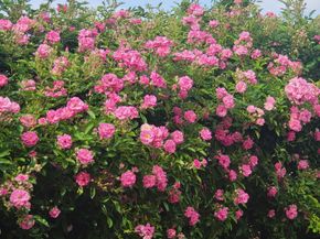 18406 Hilltop Climb Drive, Hockley TX 77447