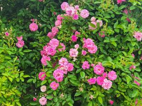 18406 Hilltop Climb Drive, Hockley TX 77447