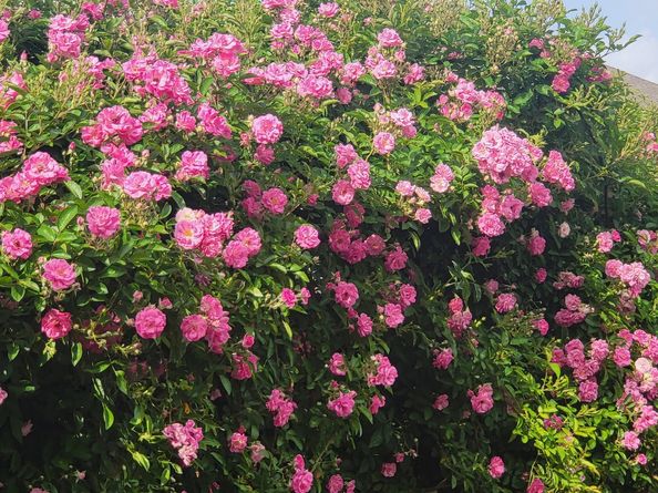 18406 Hilltop Climb Drive, Hockley TX 77447