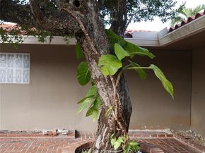 5170 NE 18th Ter, Fort Lauderdale FL 33308