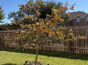 18000 Dansworth CV, Pflugerville TX 78660