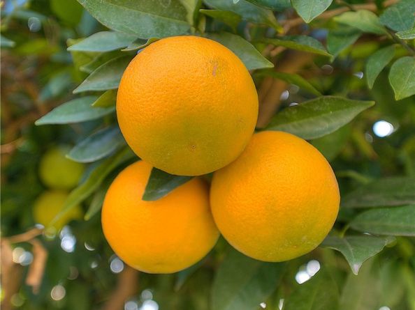 1510 Ardilla, La Puente CA 91746