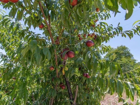 3135 E Valley Parkway, Escondido CA 92027