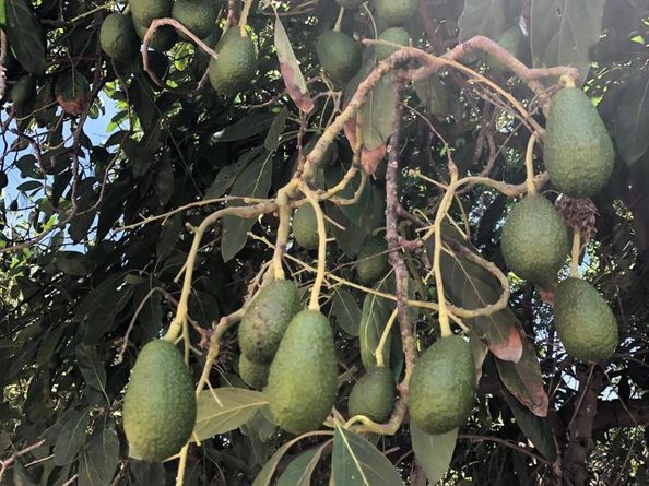 3135 E Valley Parkway, Escondido CA 92027