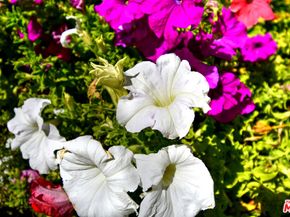 3661 El Encanto Drive, Calabasas CA 91302