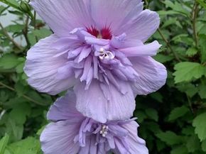 703 Fresh Pond Avenue 175, Calverton NY 11933