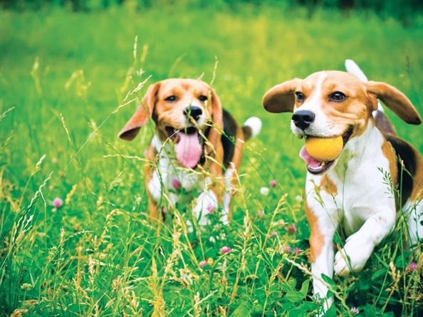 41 Loons Call 123, Plymouth MA 02360