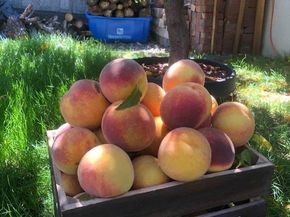 3191 S Holly Place, Denver CO 80222