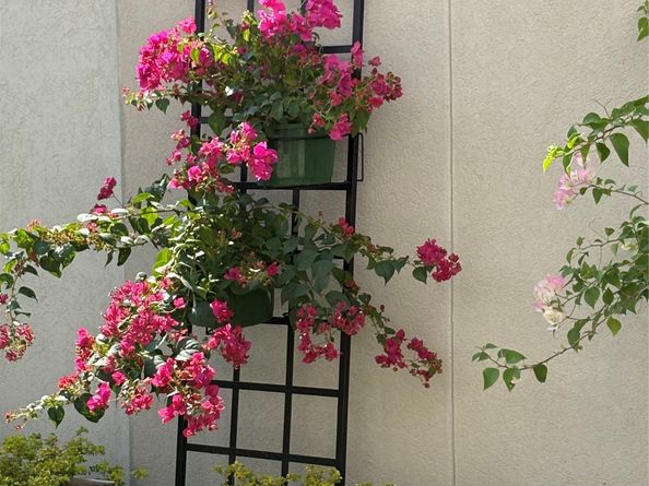 11603 Royal Plain Avenue, Houston TX 77082