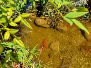 470 W Duarte B, Arcadia CA 91007