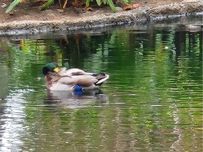 4861 Lago 206, Huntington Beach CA 92649