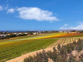2541 Delphinium Lane, Carlsbad CA 92008