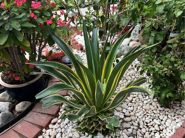 320 W Walnut Street 51, Ontario CA 91762